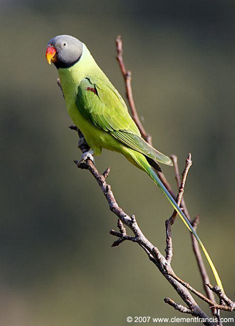 Slaty-headed parakeet orientalbirdimagesorgimagesdataslatyheadedpara