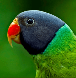 Slaty-headed parakeet Slatyheaded Parakeet Psittacula himalayana Parrot Encyclopedia