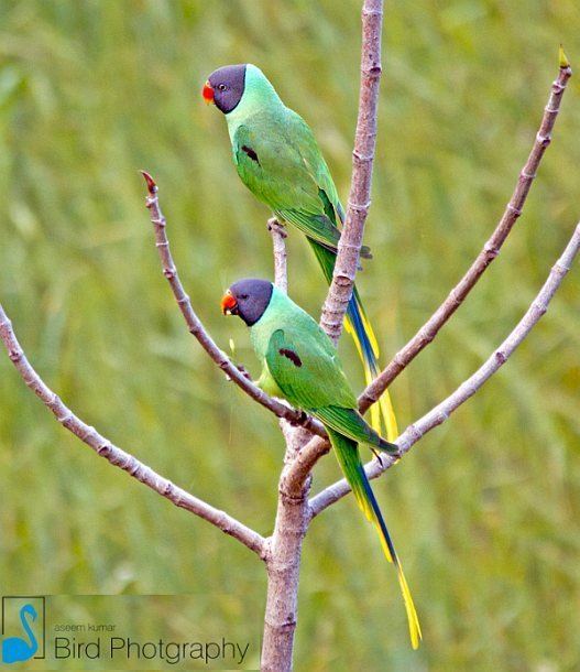 Slaty-headed parakeet Oriental Bird Club Image Database Slatyheaded Parakeet