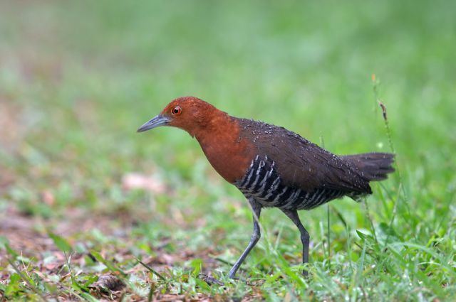 Slaty-legged crake Birding In Taiwan Slatylegged Crake