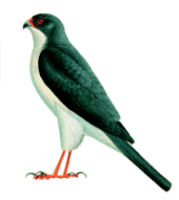 Slaty-mantled goshawk wwwplanetofbirdscomMasterACCIPITRIFORMESAccip