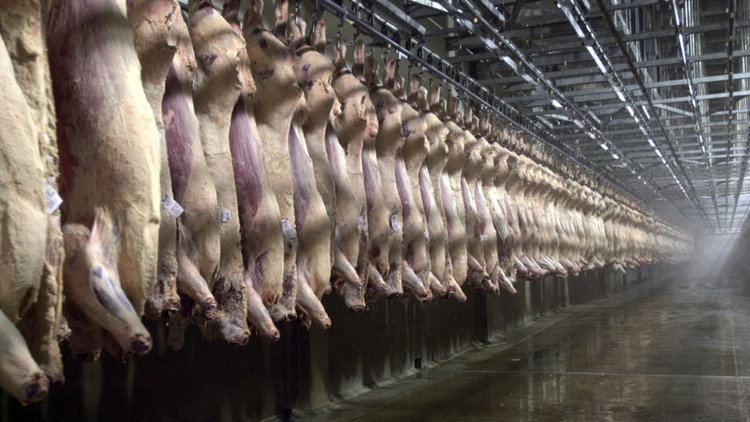 Slaughterhouse Why We Don39t Know How Many Workers Are Injured At Slaughterhouses