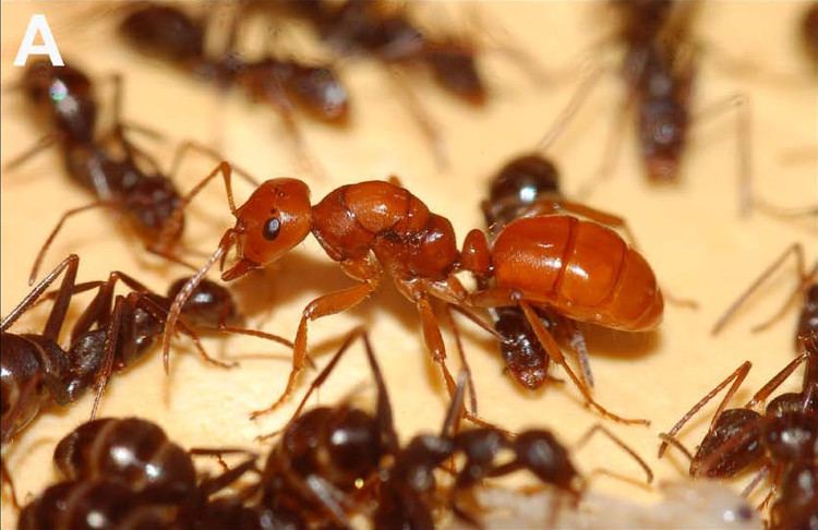 Slave-making ant