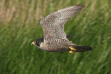 Slechtvalk 1000 images about Slechtvalken on Pinterest Peregrine falcon