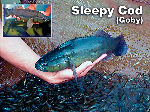 Sleepy cod wwwecogrowcaAquacultureimagesSleepyCodMonta