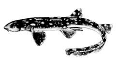 Slender bamboo shark httpsuploadwikimediaorgwikipediacommonsthu