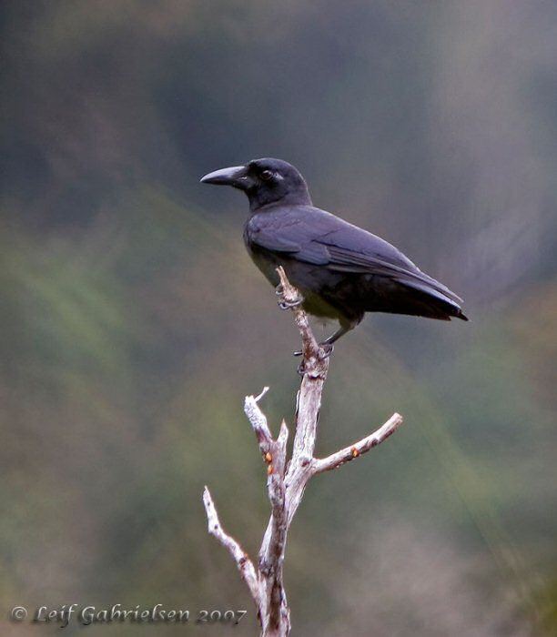 Slender-billed crow wwwmangoverdecomwbgimages00000020795jpg