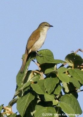 Slender-billed greenbul httpsafricanbirdcluborgafbidpublicimgdatap