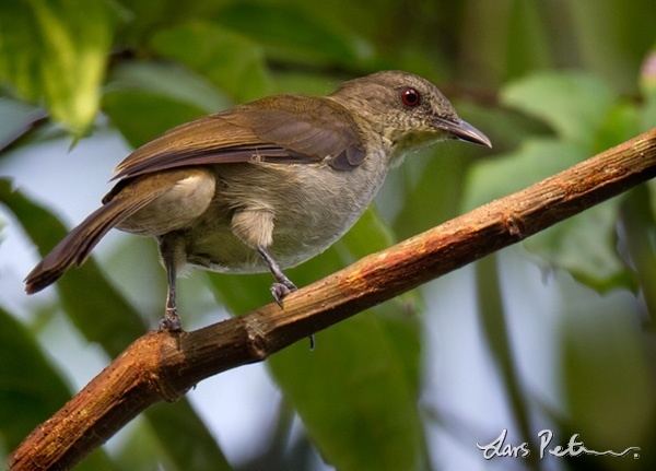 Slender-billed greenbul Slenderbilled Greenbul Cameroon Bird images from foreign trips