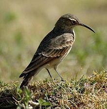 Slender-billed miner httpsuploadwikimediaorgwikipediacommonsthu