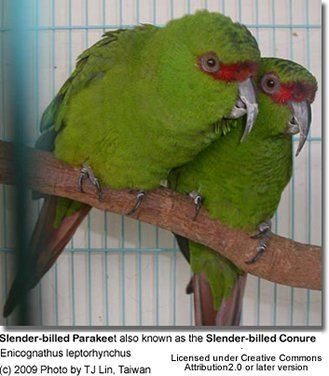 Slender-billed parakeet Slenderbilled Conures aka Longbilled Conures