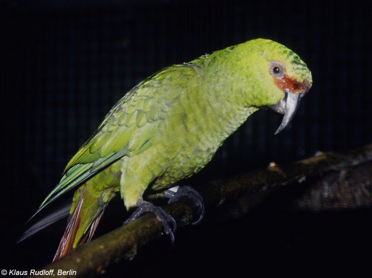 Slender-billed parakeet Image Enicognathus leptorhynchus Slenderbilled Parakeet BioLibcz