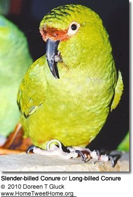 Slender-billed parakeet billed Conures aka Longbilled Conures