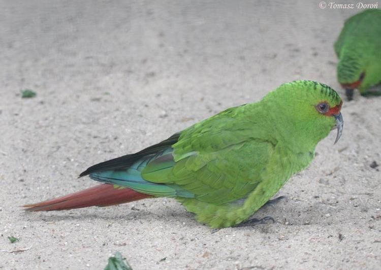 Slender-billed parakeet Photos of Slenderbilled Parakeet Enicognathus leptorhynchus the