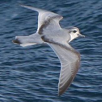 Slender-billed prion belcheri Slenderbilled prion