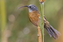 Slender-billed scimitar babbler httpsuploadwikimediaorgwikipediacommonsthu