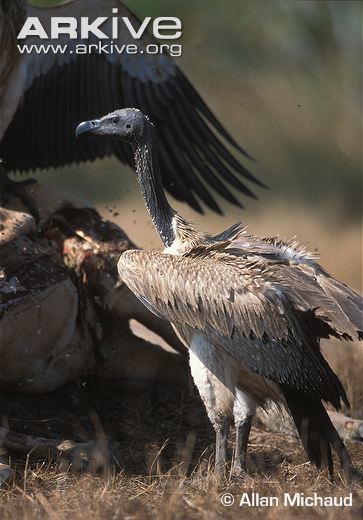 Slender-billed vulture Slenderbilled vulture videos photos and facts Gyps tenuirostris