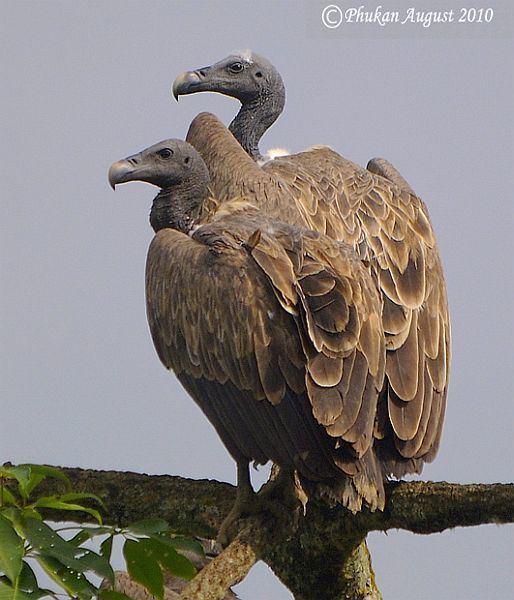 Slender-billed vulture Oriental Bird Club Image Database Slenderbilled Vulture Gyps
