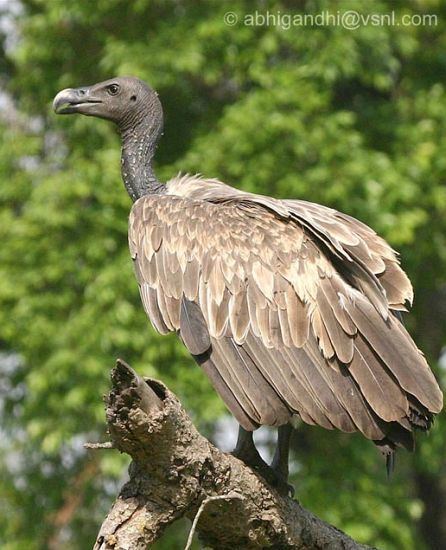 Slender-billed vulture Oriental Bird Club Image Database Photographers