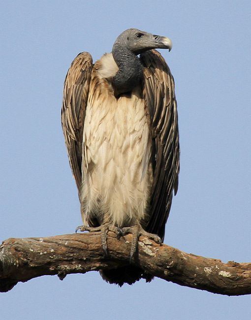 Slender-billed vulture orientalbirdimagesorgimagesdataimg5396slende