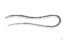 Slender finless eel fishbaseorgimagesthumbnailsgiftnApangu0gif