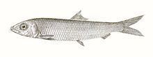 Slender rainbow sardine httpsuploadwikimediaorgwikipediacommonsthu