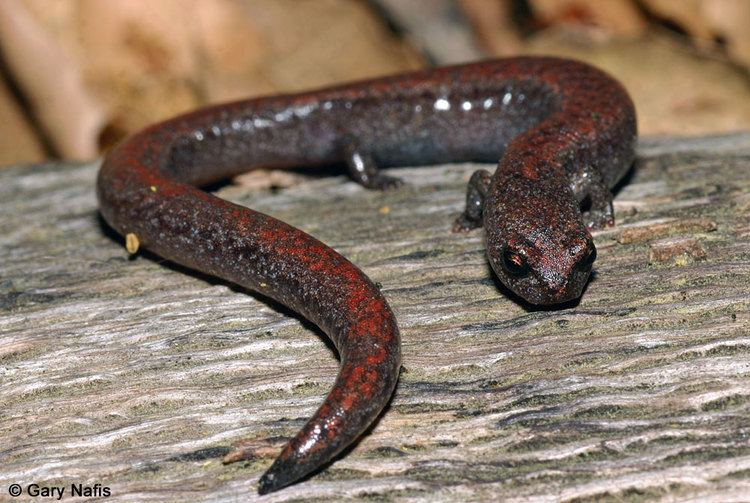 Slender salamander Garden Slender Salamander Batrachoseps major major
