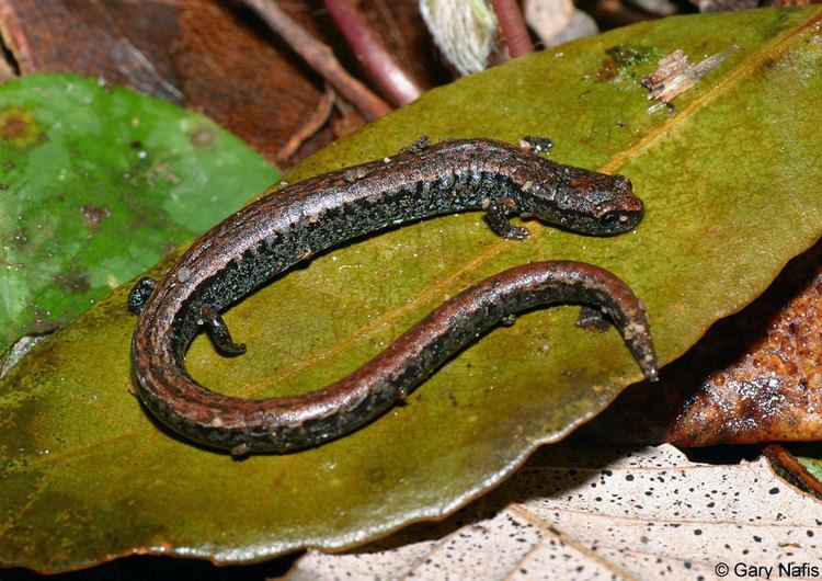 Slender salamander California Slender Salamander Batrachoseps attenuatus