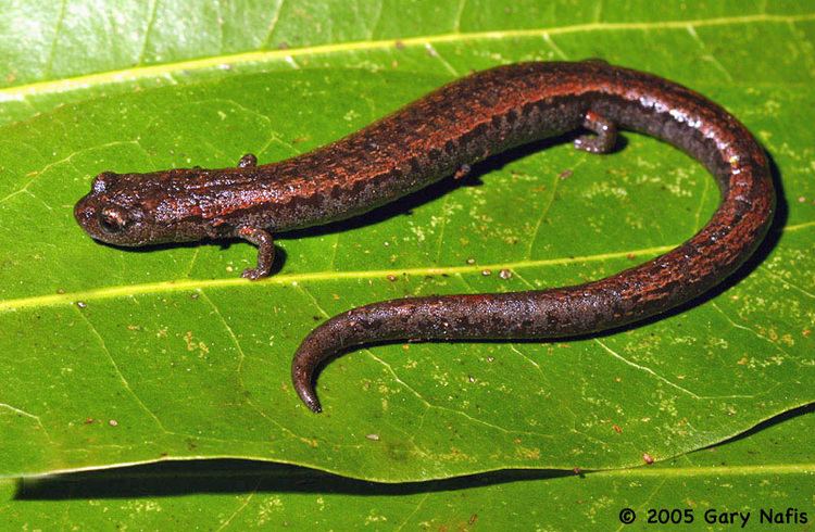 Slender salamander California Salamanders Photo Index