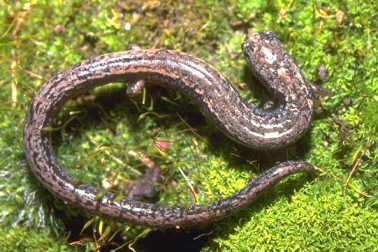 Slender salamander Marc Staniszewski39s Slender Salamander Care Sheet