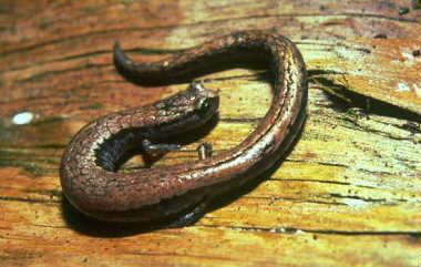 Slender salamander Marc Staniszewski39s Slender Salamander Care Sheet