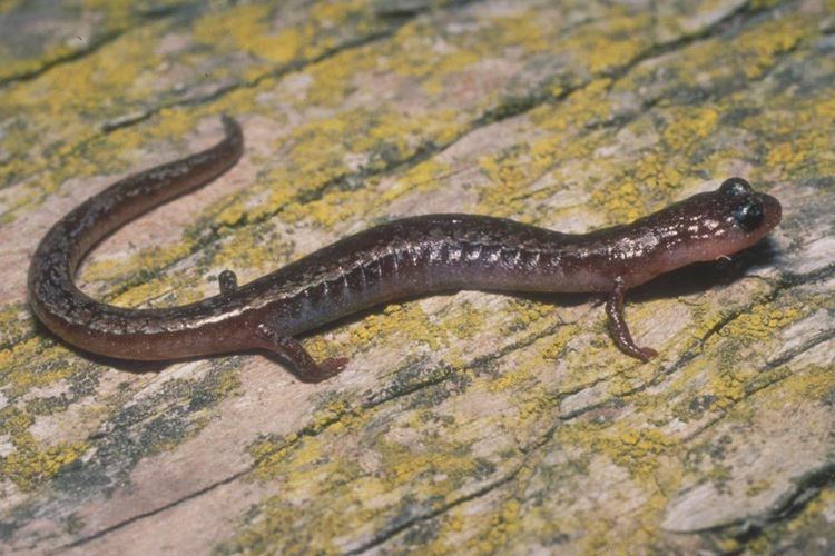 Slender salamander Channel Islands Slender Salamander Channel Islands National Park