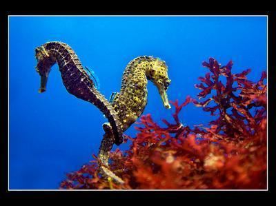 Slender seahorse CurrenceWiki Lorena Kowalewski Slender Seahorse