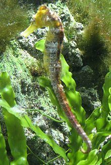 Slender seahorse httpsuploadwikimediaorgwikipediacommonsthu
