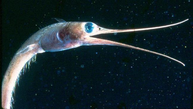Slender snipe eel Slender snipe eel Deep Sea Fishes Nemichthys scolopaceus at the