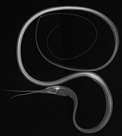 Slender snipe eel httpsuploadwikimediaorgwikipediacommonsthu