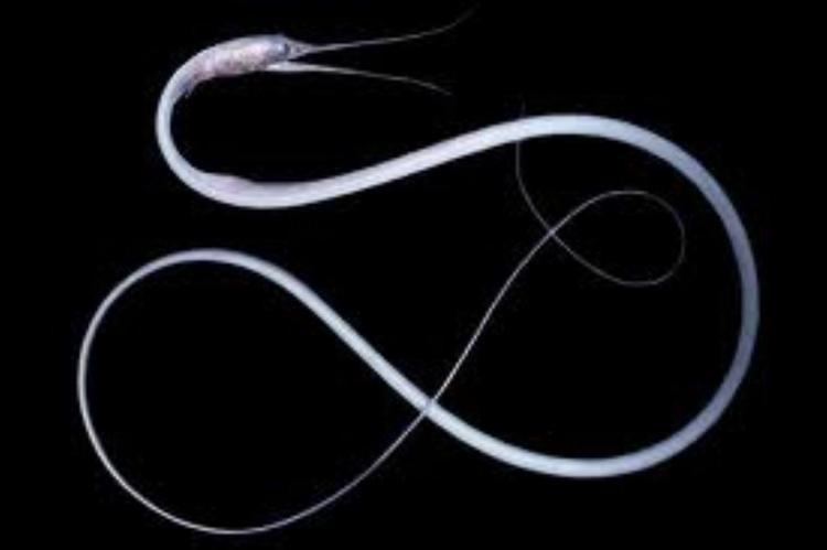 Slender snipe eel Slender Snipe Eel Information and Picture Sea Animals
