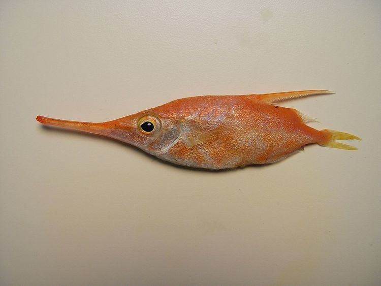 Slender snipefish