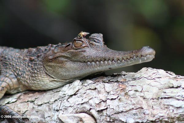 Slender-snouted crocodile African slendersnouted crocodile