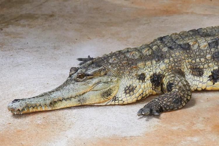 Slender-snouted crocodile Faux gavial africain Zoo de la Palmyre