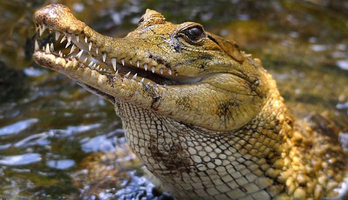 Slender-snouted crocodile Homepage of Vladimir Dinets Crocs Part 11 of 20