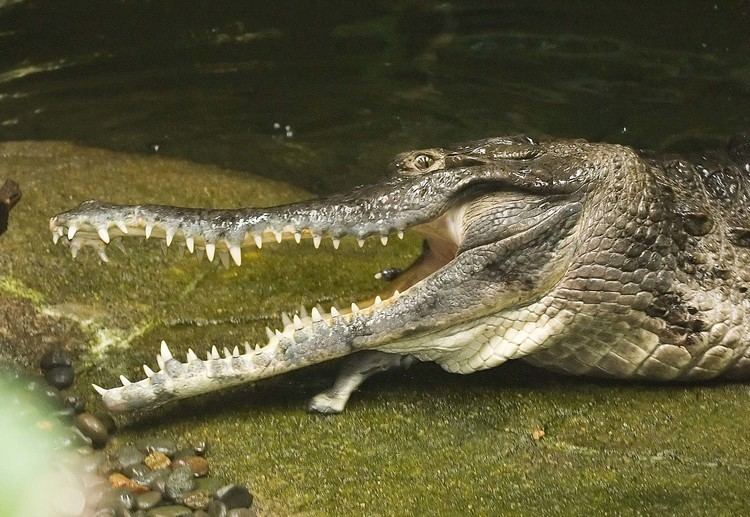 Slender-snouted crocodile African slendersnouted crocodile Oregon Zoo