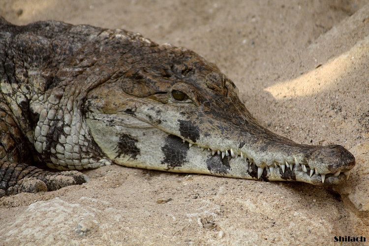 Slender-snouted crocodile The slender snouted crocodile by AzureHowlShilach on DeviantArt