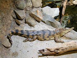 Slender-snouted crocodile httpsuploadwikimediaorgwikipediacommonsthu