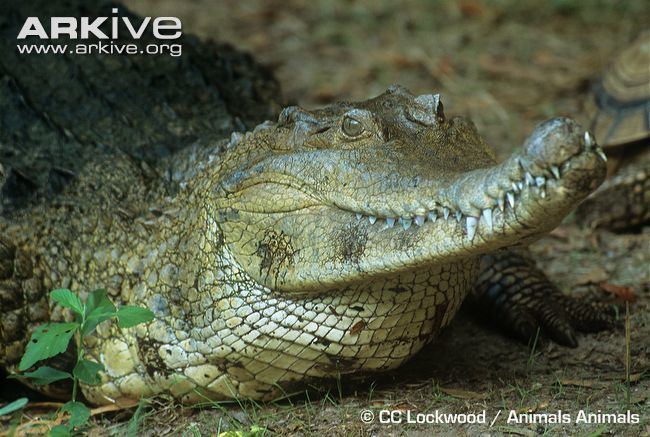 Slender-snouted crocodile African slendersnouted crocodile videos photos and facts