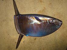 Slender sunfish httpsuploadwikimediaorgwikipediacommonsthu