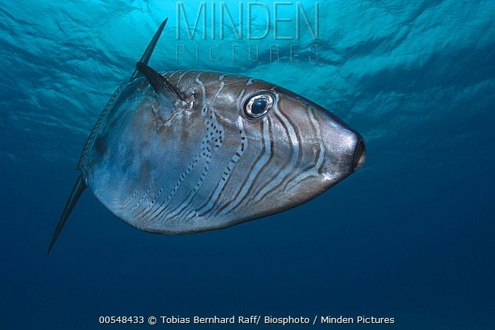Slender sunfish Minden Pictures stock photos Slender Sunfish Ranzania laevis