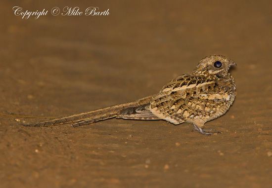 Slender-tailed nightjar Slendertailed Nightjar BirdForum Opus