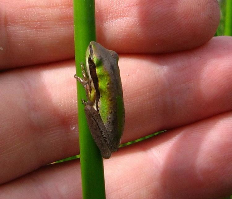 Slender tree frog Esperance Blog Do frogs adapt their colouration