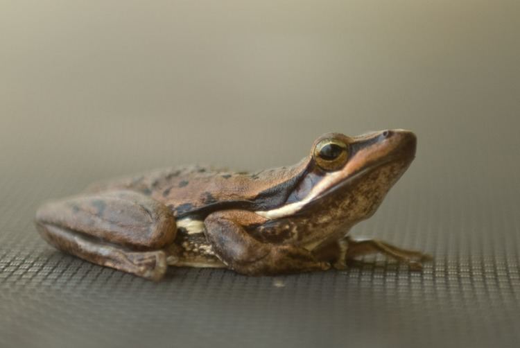 Slender tree frog slender tree frog Sealed With Wax